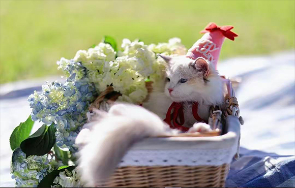 Pet